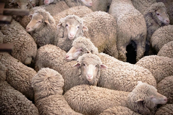 Merino wool